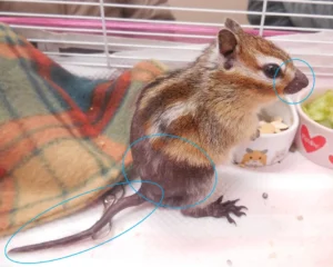 シマリスの代謝性脱毛